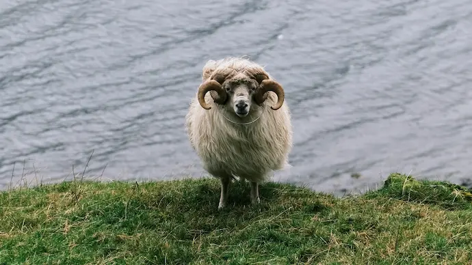 Ewe-nique Faroes
